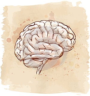 Mozek skica 