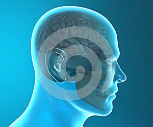 Brain skull x-ray head anatomy