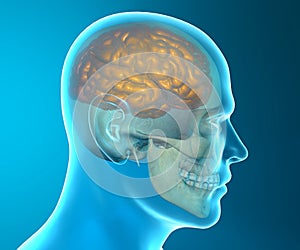 Brain skull x-ray head anatomy