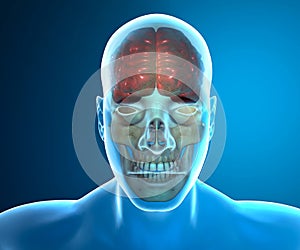 Brain skull x-ray head anatomy