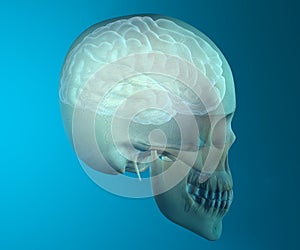 Brain skull x-ray head anatomy