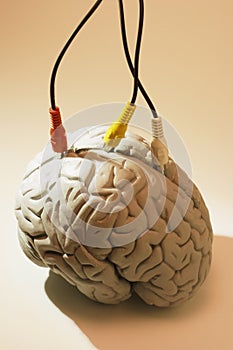 Brain Specimen with AV Cables