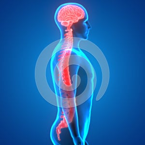 Brain With Spinal Cord Anatomy