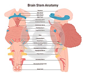Brain stem anatomical structure. Biological sections of posterior