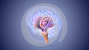 Brain stem or brainstem with medulla