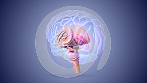 Brain stem or brainstem with medulla
