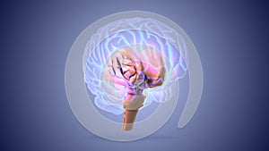 Brain stem or brainstem with medulla