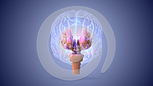Brain stem or brainstem with medulla