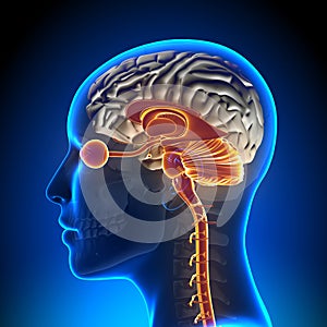 Brain Stem / Cerebellum / Optical Nerve / Female Brain Anatomy