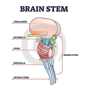 Brain stem parts anatomical model in educational labeled outline diagram