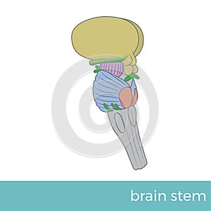 The brain stem side view