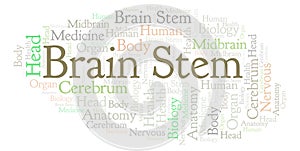 Brain Stem word cloud.
