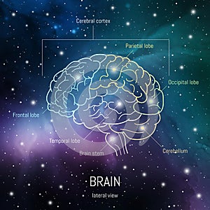 Brain structure. Cerebral cortex, frontal, parietal , occipital and temporal lobes, cerebellum and brain stem scientific medical photo