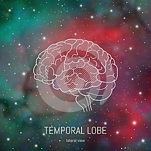 Brain structure. Cerebral cortex, temporal lobe scientific medical neuro biology illustration in front of outer space