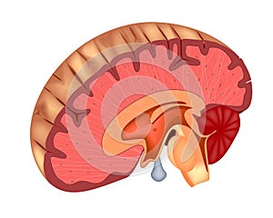 Brain. The structure of the brain. Sagittal view of the brain. Isolated on a white background. photo