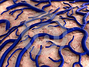 Brain surfase and circulatory system