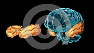 BRAIN-Temporal lobe 3D part