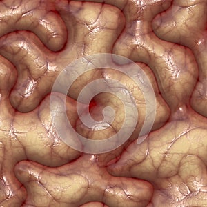 Brain texture