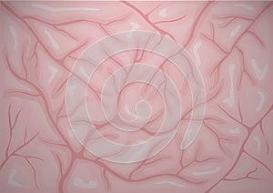 brain texture background. Vector illustration decorative design