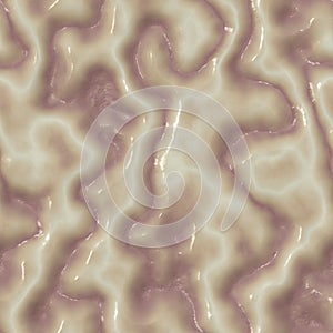 Brain texture, part of brain, section of connective tissue