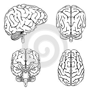 Brain from top side front and back