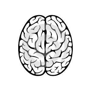 Brain top view