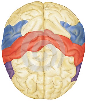 Brain - Top View photo