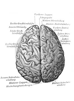 Brain, top view in the old book Meyers Lexicon, vol. 7, 1897, Leipzig