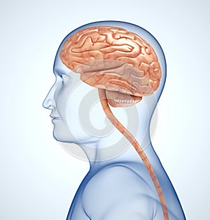 The brain in the transparent head