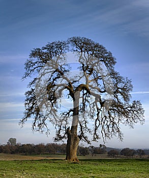 Brain Tree - Pasture Oak