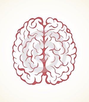 Brain. Vector drawing
