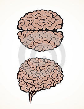 Brain. Vector drawing