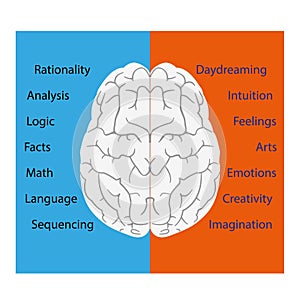 Brain vector illustration