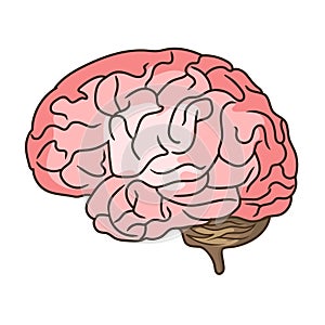 Brain vector stock illustration
