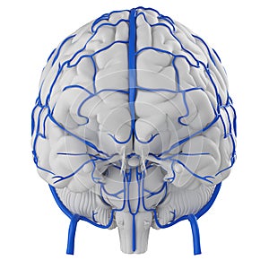 The brain veins