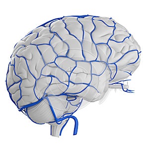 The brain veins