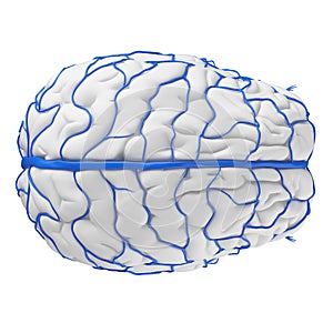 The brain veins