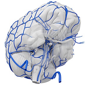 The brain veins