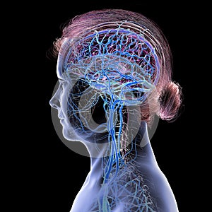 Brain veins, 3D illustration
