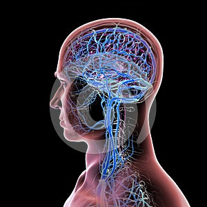 Brain veins, 3D illustration