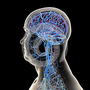Brain veins, 3D illustration
