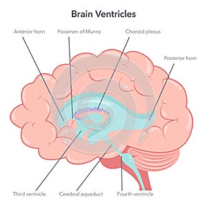 Human brain ventricles anatomy vector illustration diagram photo