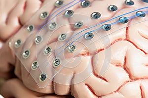 Brain waves recording electrodes on brain model surface