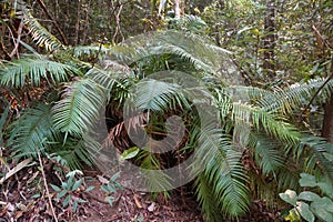 Brainea is a genus of ferns in the family Blechnaceae. Brainea insignis Hook. f.