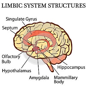 Brains limbic system