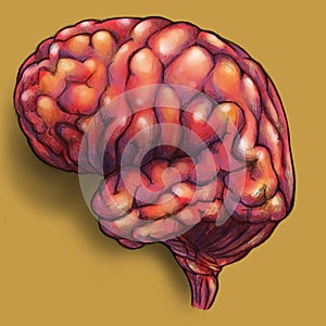 Brains - side view.