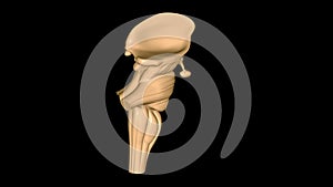 brainstem is the bottom, stalklike portion of your brain. It connects your brain to your spinal cord