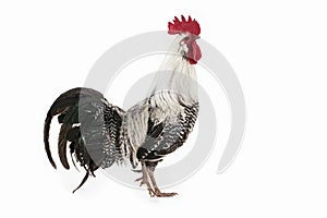 Brakel or Braekel Chicken, a Belgian Breed, Cockerel against White Background