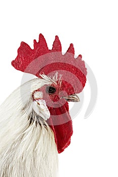 Brakel or Braekel Chicken, a Belgian Breed, Cockerel against White Background