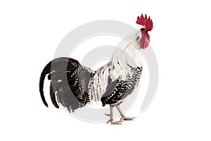 Brakel or Braekel Domestic Chicken, a Belgian Breed, Cock against White Background